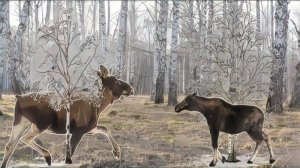 Лесная прогулка. Лоси. Сова. Озёра.
