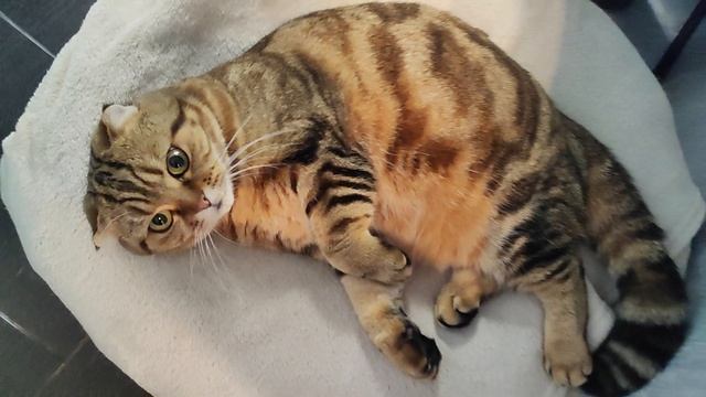 любимки💗💗💗 смотреть онлайн