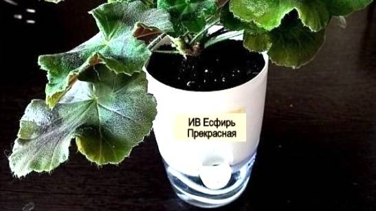 Показываю наглядно, Как перевести пеларгонии на фитильный полив. смотреть онлайн