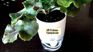 Показываю наглядно, Как  перевести  пеларгонии на фитильный полив.