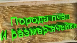 Порода пчёл и размер ячейки: научное объяснение от профессора Кашковского