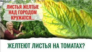 Удивительно: томаты, как люди, тоже любят магний!