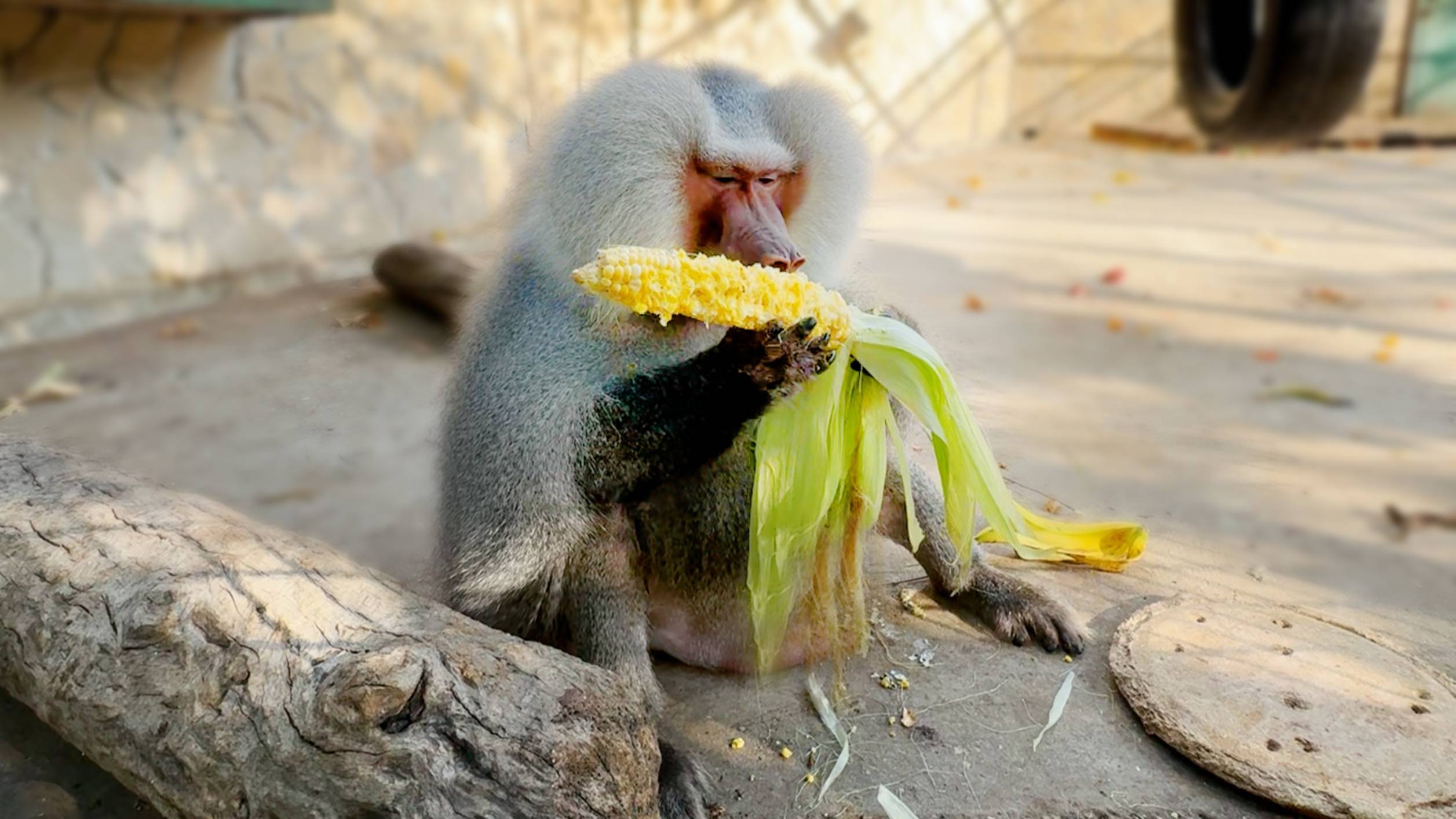 Лида не растерялась, украла Люсину кукурузу! Меньше выделываться надо Елисей уже уходит от своих дам смотреть онлайн