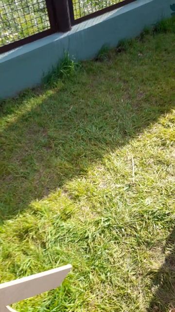 Аисты смотреть онлайн