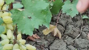 Днепровская ривьера, Купидон, Гамлет, Лара и др.