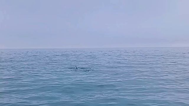 Кит на Камчатке 🐋