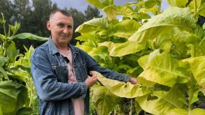 Обзор посадок и УРОЖАЯ ТАБАКА на конец августа 2025. ВЫЖЕЛЧИВАНИЕ И СУШКА ТАБАЧНОГО ЛИСТА.