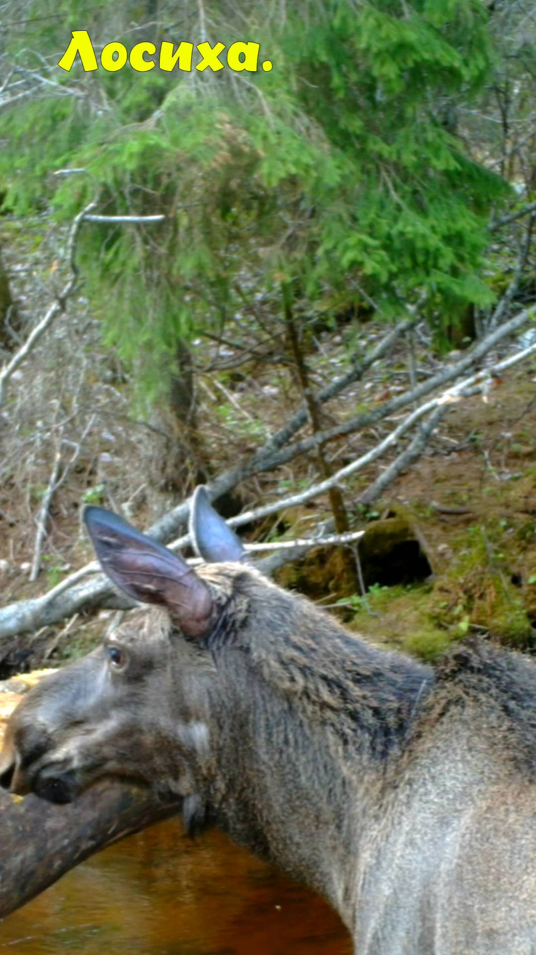Переправа через речку. смотреть онлайн