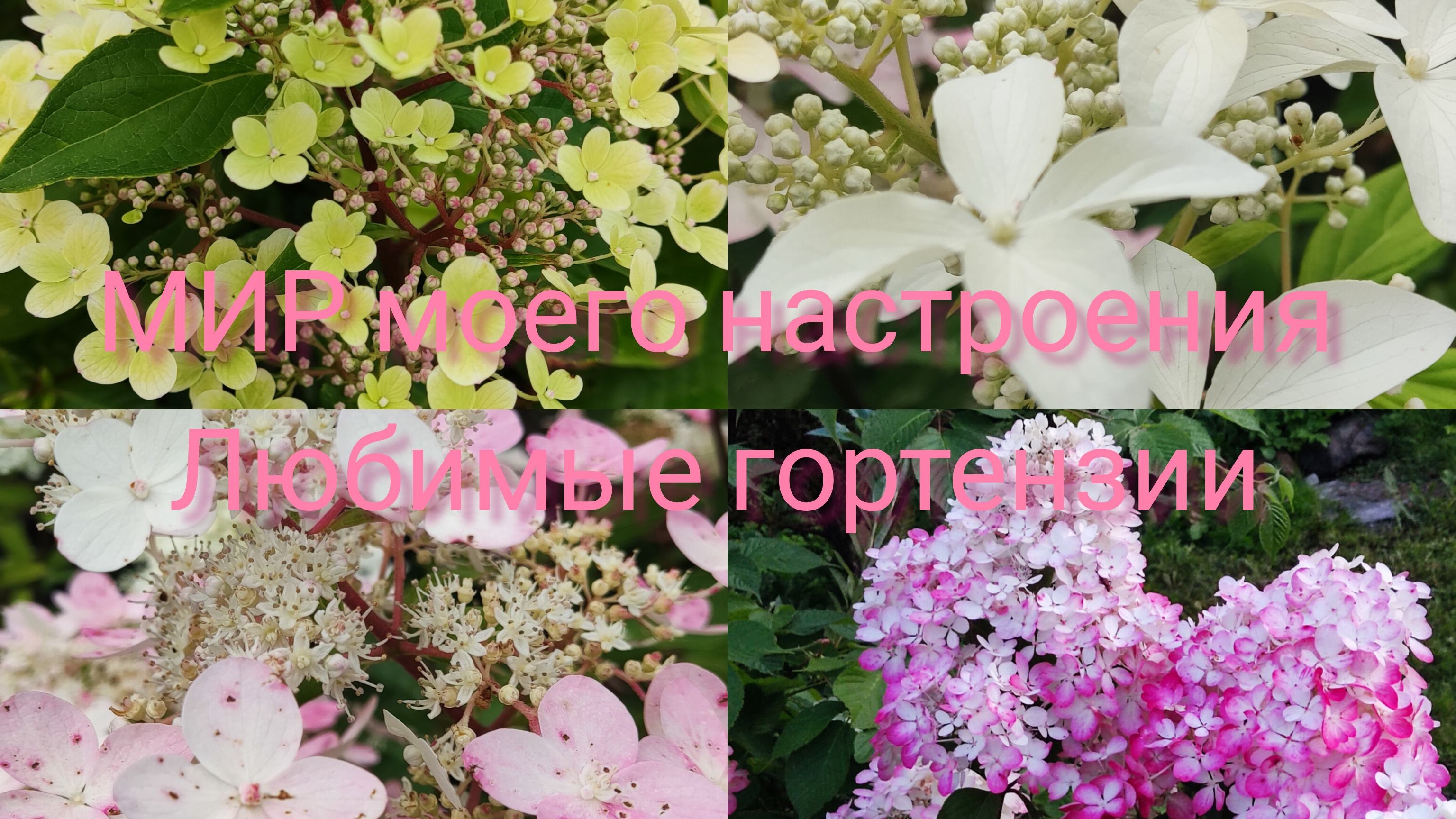 18.08.25 Дача.Закат к похолоданию.Гортензии в саду. смотреть онлайн