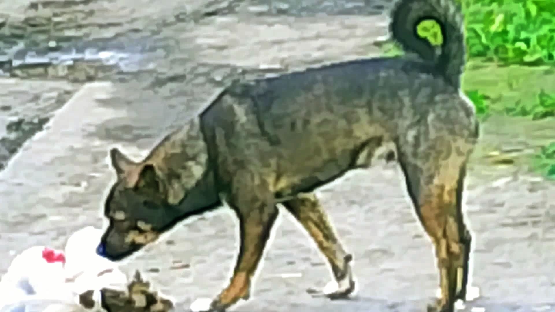 Подсмотрено автором. Происшествие у церкви. Авторская басня " Грач и Пёс". смотреть онлайн