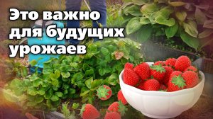 Уход за клубникой после плодоношения. Важные работы