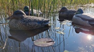 Мечта каждого охотника! Охота на утку.