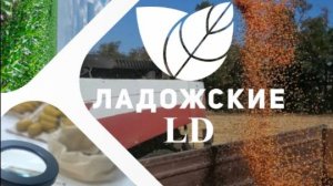 ЛадожскиеLD_2025_