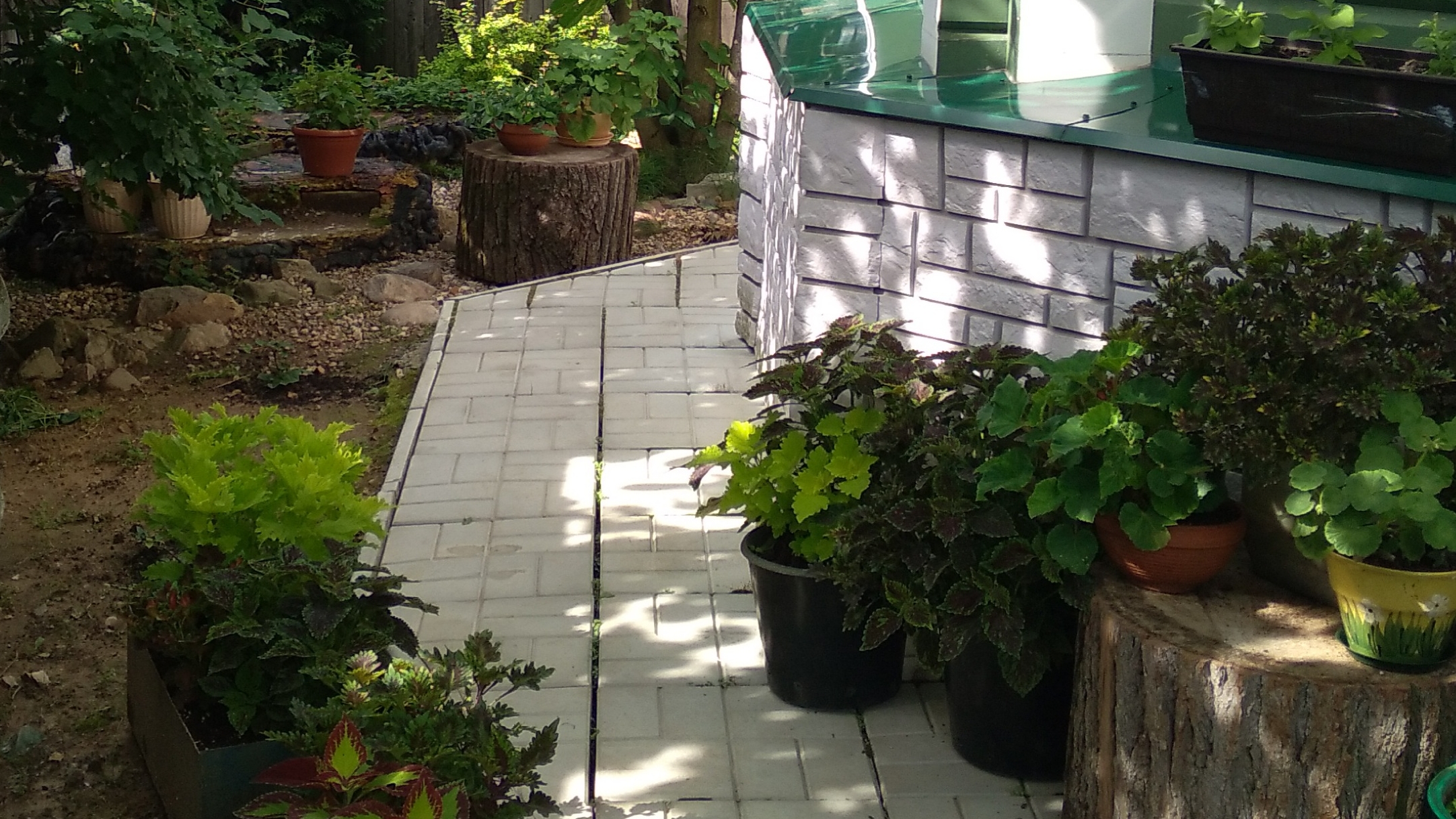 Как сохранить #колеусы до весны? Черенкование и укоренение колеусов. смотреть онлайн