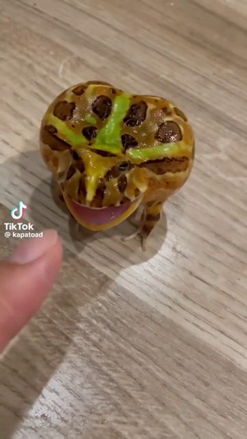 лягушка крикушка