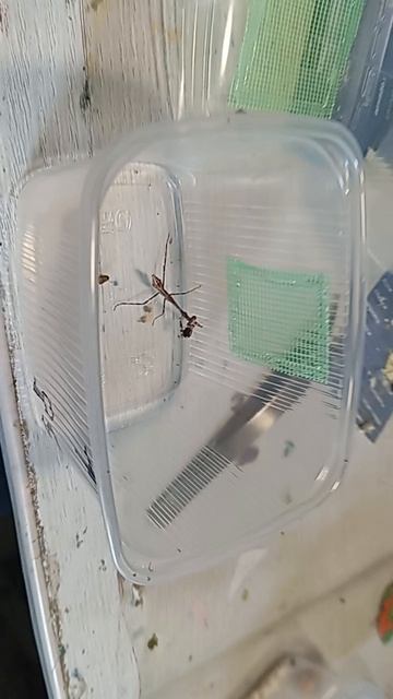 новые богомолы