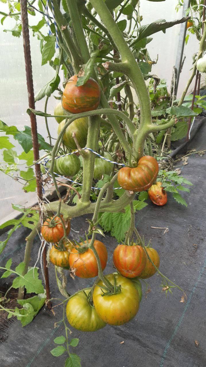 ТОМАТ КОЗУЛА 224 - ЗАМЕЧАТЕЛЬНАЯ НОВИНКА СЕЛЕКЦИИ А.ЯНКОВСКИ (ПОЛЬША) смотреть онлайн