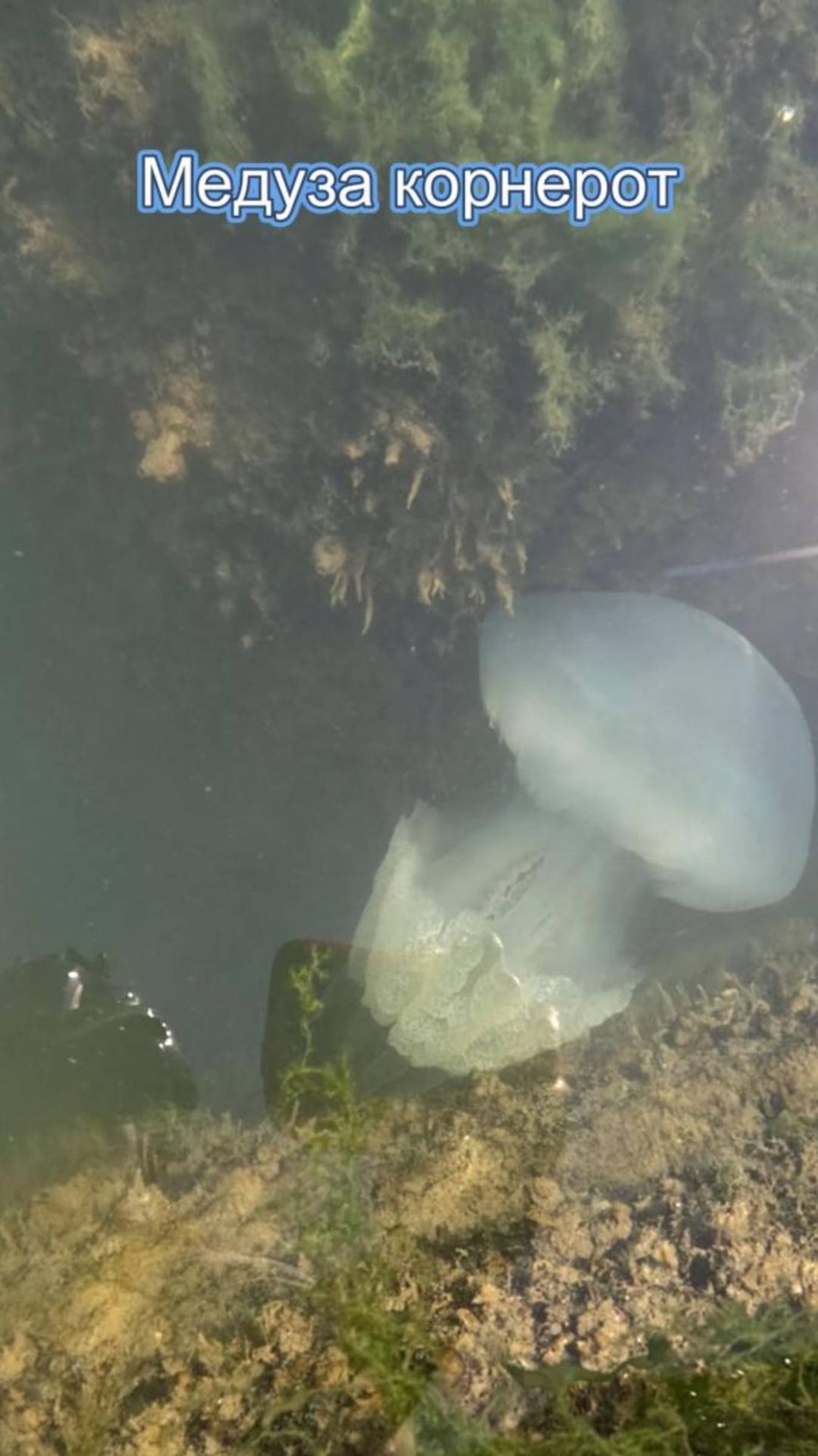 Медуза Корнерот в Чёрном море
