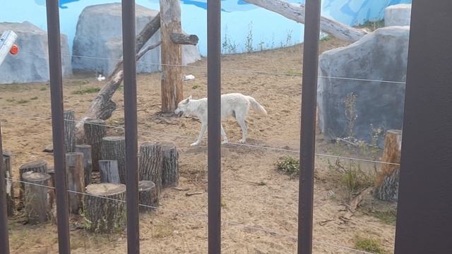 Арктические Волки проснулись смотреть онлайн