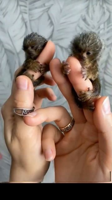 После этого видео начинаешь проверять свои пальцы — вдруг и у тебя уже есть такой же пассажир?