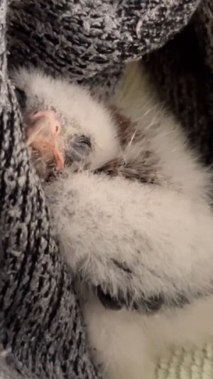 Помогла выкормить птенцов #shorta