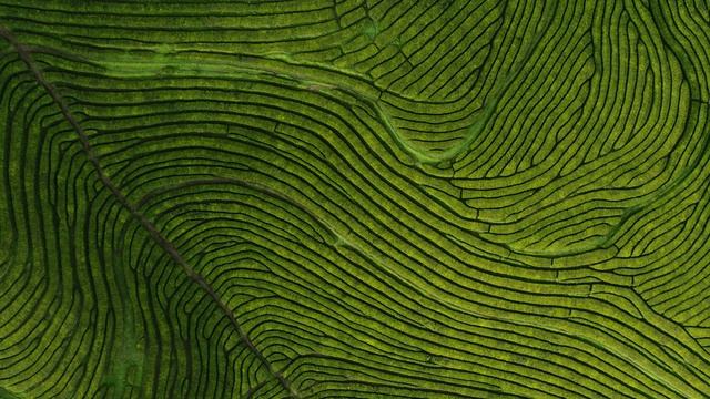 4k video. смотреть онлайн