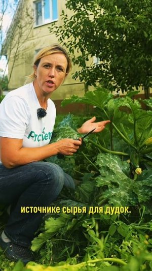 А вы уже делали дудку из кабачка? Хорошее настроение обеспечено!