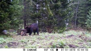 Видео медведь  на приваде