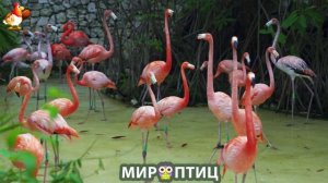 Мир птиц – красота и грация пернатых созданий Природы 🦩🦚🦜 Выпуск (411) 🦉🐦🐤