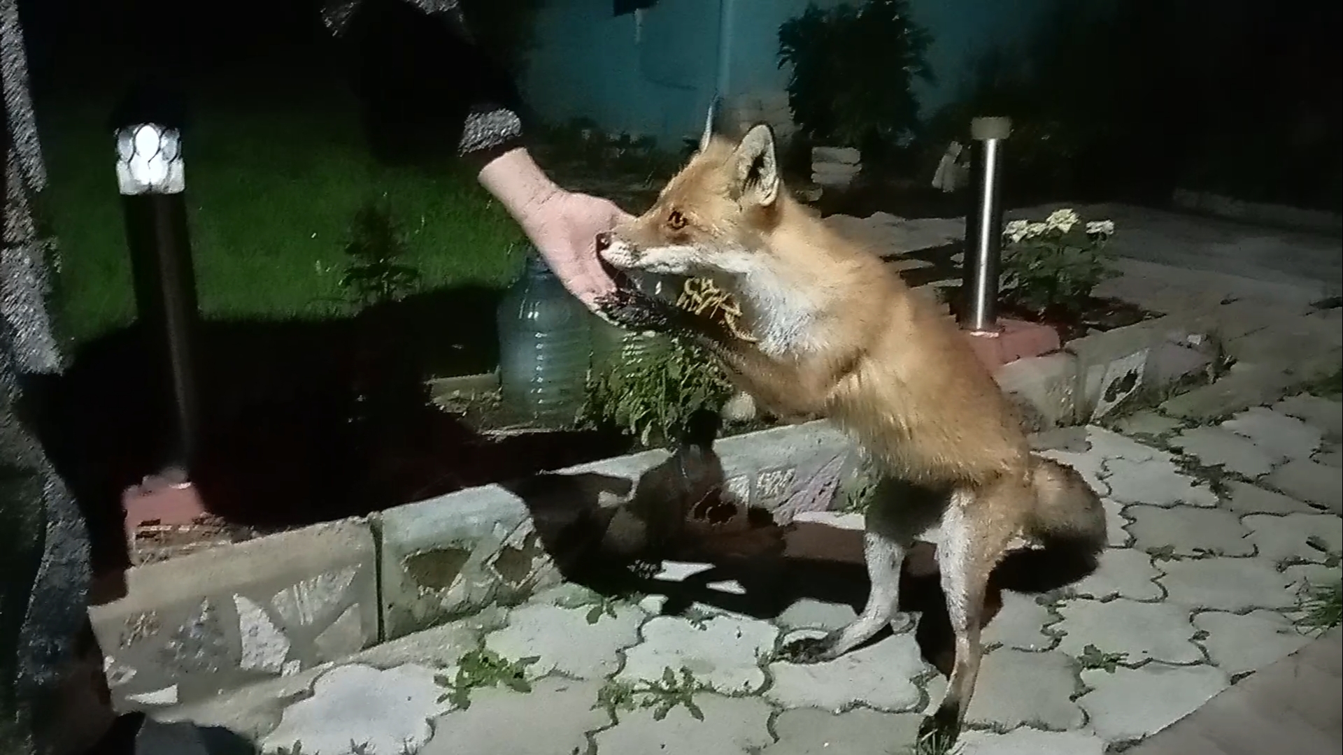 (1096) Лиса приходит в гости. Август 2025 смотреть онлайн