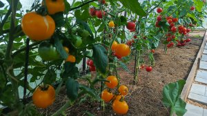 Что нового в Новом🏡? Урожай собран и переработан🍅🥒. Уточки, гусики и котейки🦆🪿🐈⬛.