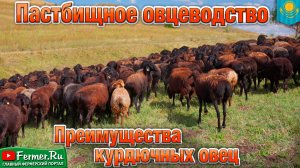 Круглогодичное пастбищное содержание эдильбаев. Традиции Казахстана и опыт животноводов-кочевников.
