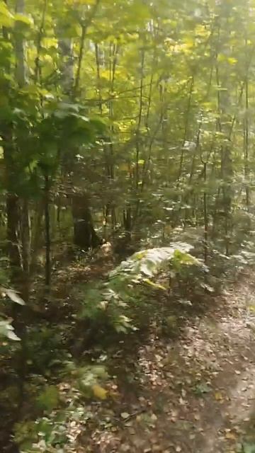 Грибная разведка в Марий Эл 22.08.2025 #россия #марийэл #лес #природа #2025 смотреть онлайн