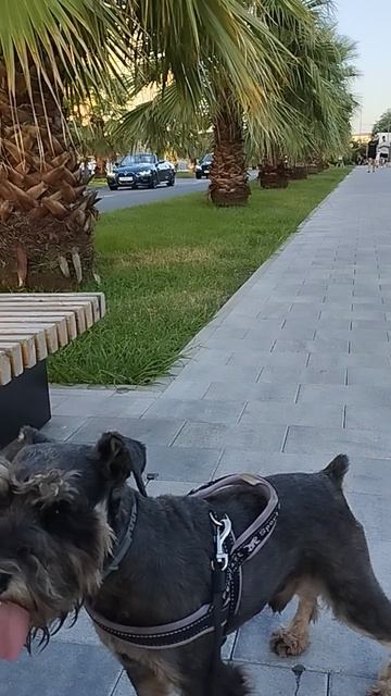 Тоби предстоит сложная прогулка.