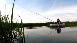 Здоровые ЗОЛОТЫЕ БАТОНЫ гнут удочку в дугу! Ловля красноперки НА УДОЧКУ