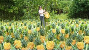 Сбор ананасов и джекфрукта, и продажа на сельском рынке. Жизнь во Вьетнаме