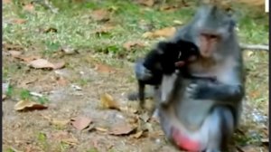 Драматичные моменты в жизни детёнышей  ...  1000030237.mp4