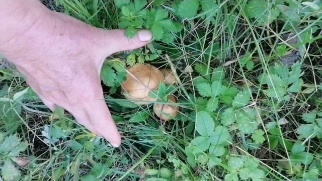 Поиск маслят в лесу.