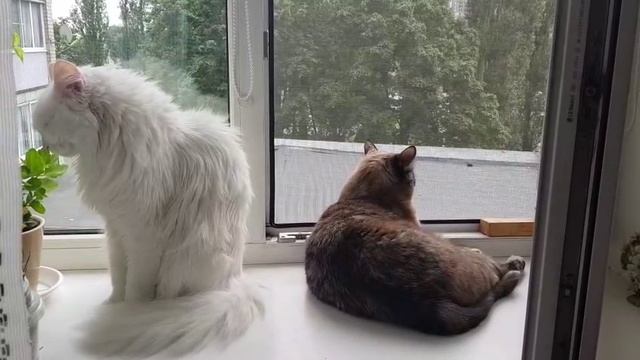 Леся и Сёма - Семья смотреть онлайн