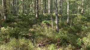 Грибы и собаки ) четвероногие грибники