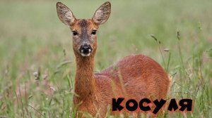 Косуля