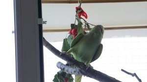 Попугай Ожереловый, домашнее содержание с выгульником на окне.