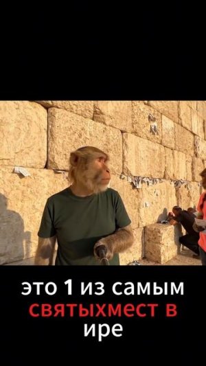 ОБЕЗЬЯНА НЕЙРОСЕТЬ ГОША И ЕГО ДРУГ ЛЕХА ПУТИШЕСТВУЮТ ПО ИЗРАЛЬЮ