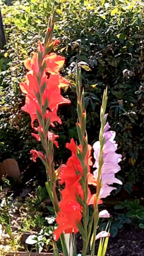 Осенние цветы смотреть онлайн