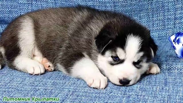 Предлагаем голубоглазого мальчика щенка хаски, черно-белого, родился 21 июля 2025 года