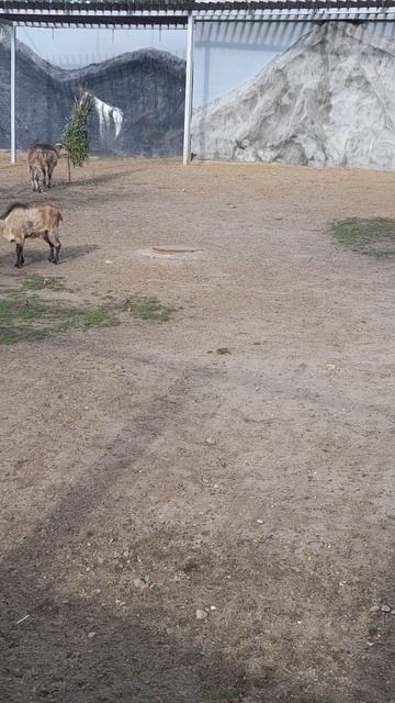 Козы и Чёрные Грифы смотреть онлайн