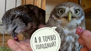 Сычи Чучундрий и Лучик едят мясные кусочки на ужин. Сова филин Ёль выбрала себе место у огонёчков