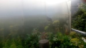 Вышел покормить своего пса Бима