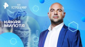 Какая милота — Как устроен мир с Тимофеем Баженовым (22.08.2025)