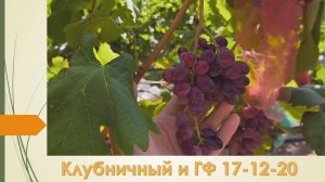 Клубничный и гибридная форма 17-12-20